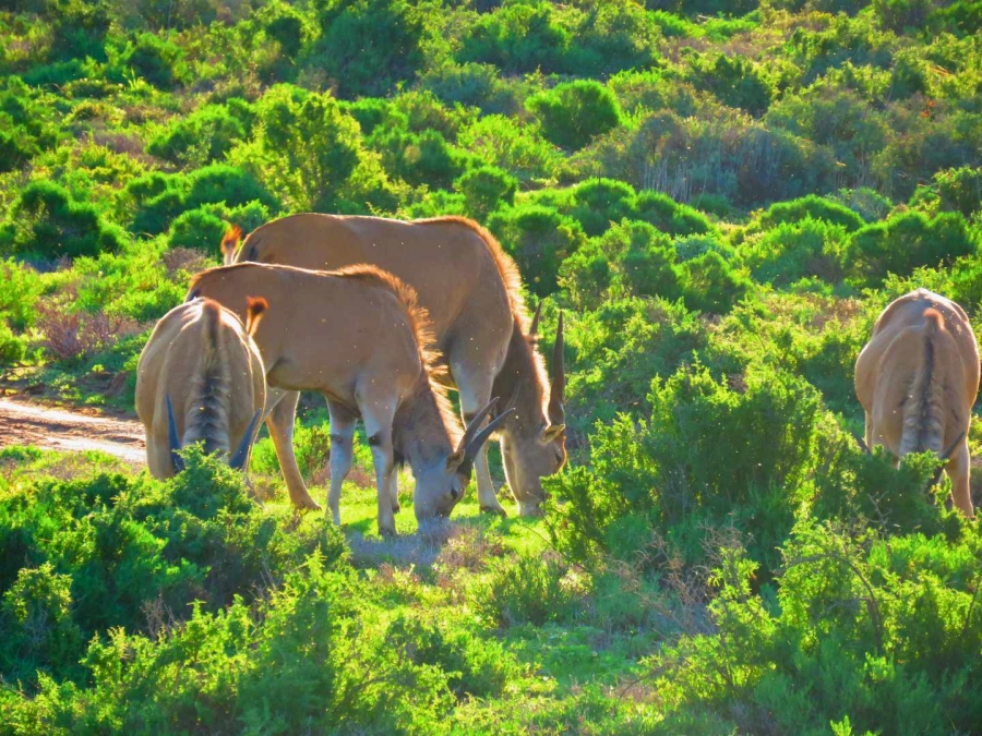 18 Bedroom Property for Sale in Oudtshoorn Rural Western Cape